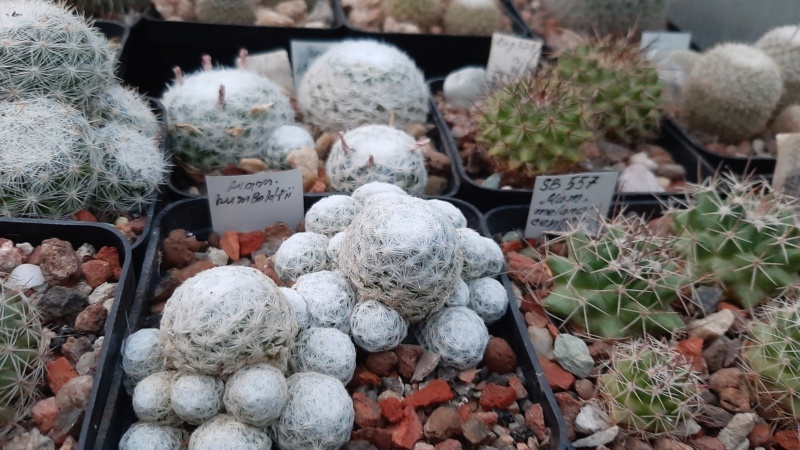 Cactus under carbonate. 23 M_humb15