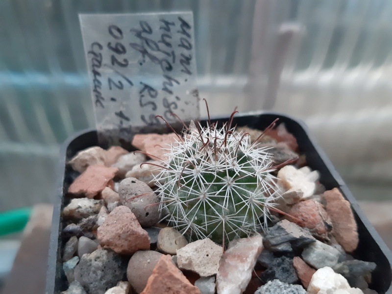 Cactus under carbonate. 21. (2021) . 2. M_hutc10