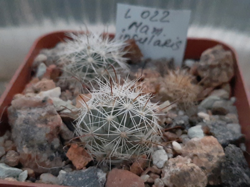 Cactus under carbonate. 21. (2021) . 2. M_insu11