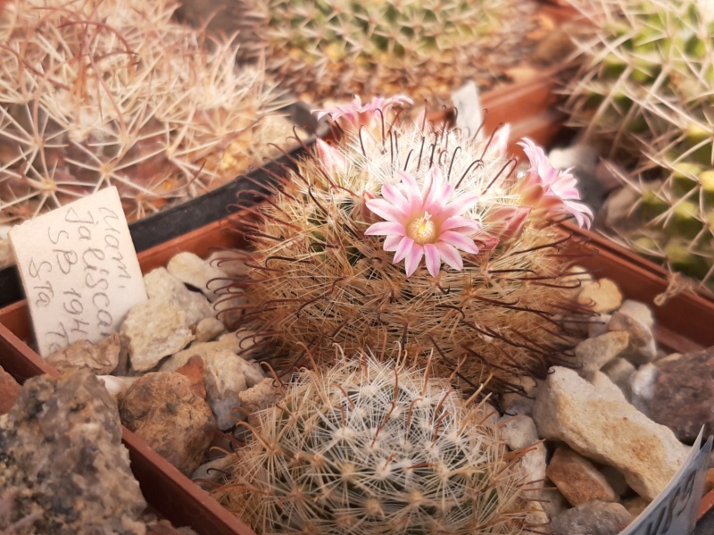 Cactus under carbonate. 22 M_jali17