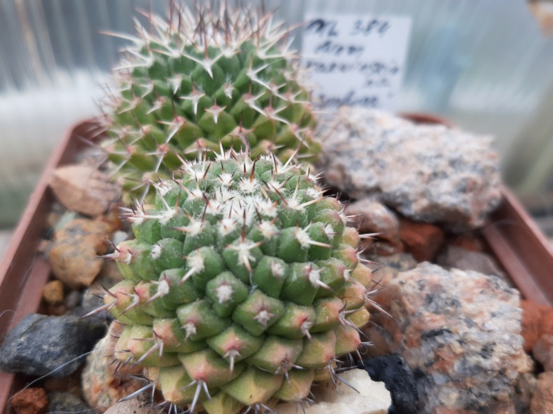 Cactus under carbonate. 21. (2021) . 2. M_karw10