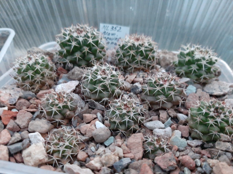 Cactus under carbonate. 21. (2021) . 2. M_karw11