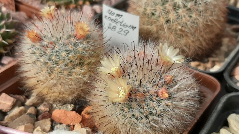 Cactus under carbonate. 21. (2021) . 2. M_kneb10