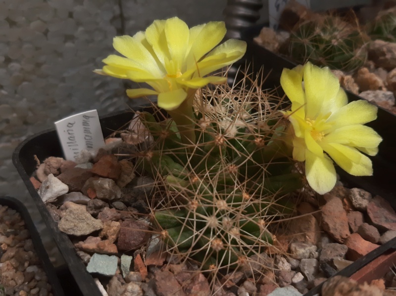 Cactus under carbonate. 23 M_long11