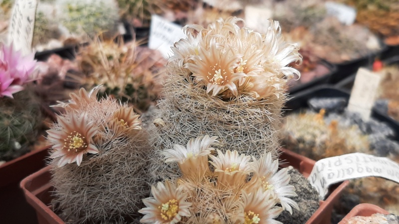Cactus under carbonate. 22 M_maga13