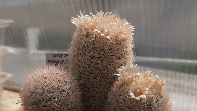 Cactus under carbonate. 23 M_maga15