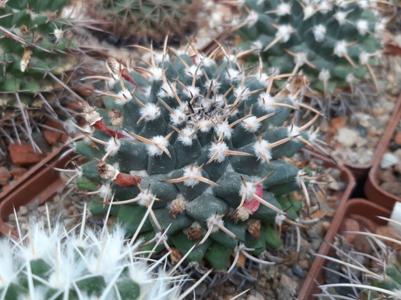 Cactus under carbonate. 23 M_magn16