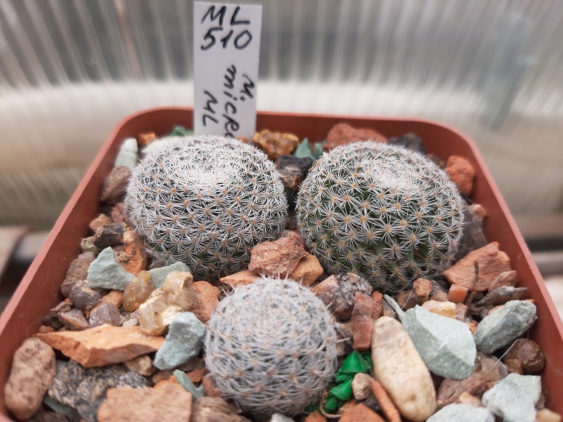 Cactus under carbonate. 21. (2021) . 2. M_micr11
