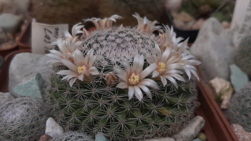 Cactus under carbonate. 23 M_micr22