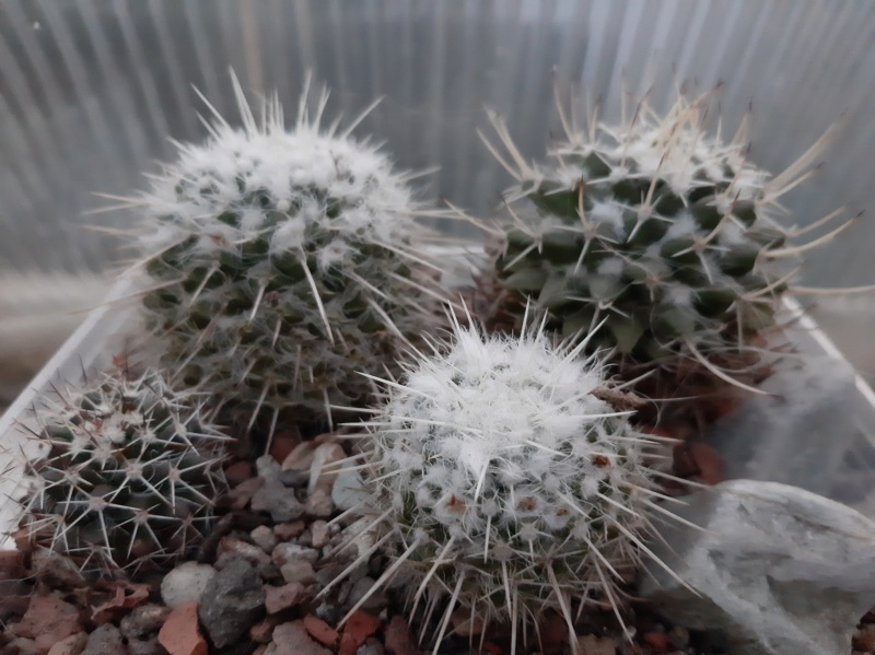 Cactus under carbonate. 21. (2021) . 2. M_neja10