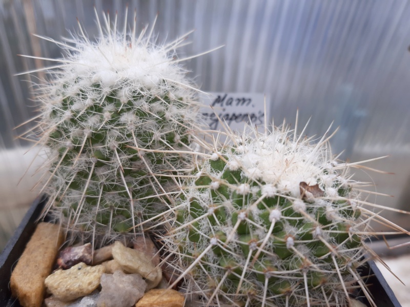 Cactus under carbonate. 21. (2021) . 2. M_neja11