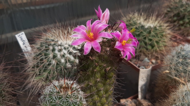 Cactus under carbonate. 23 M_occi12