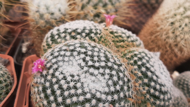 Cactus under carbonate. 23 M_perb14
