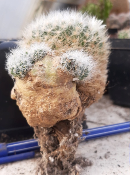 Cactus under carbonate. 21. (2021) . New Year's greetings. M_pict11