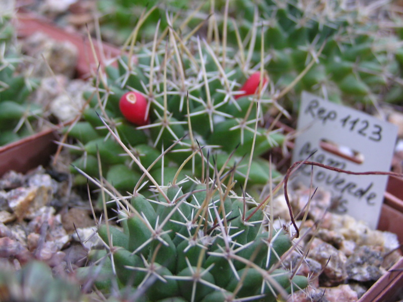 Cactus under carbonate. 23 M_riov11