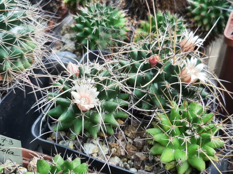 Cactus under carbonate. 23 M_saxi10