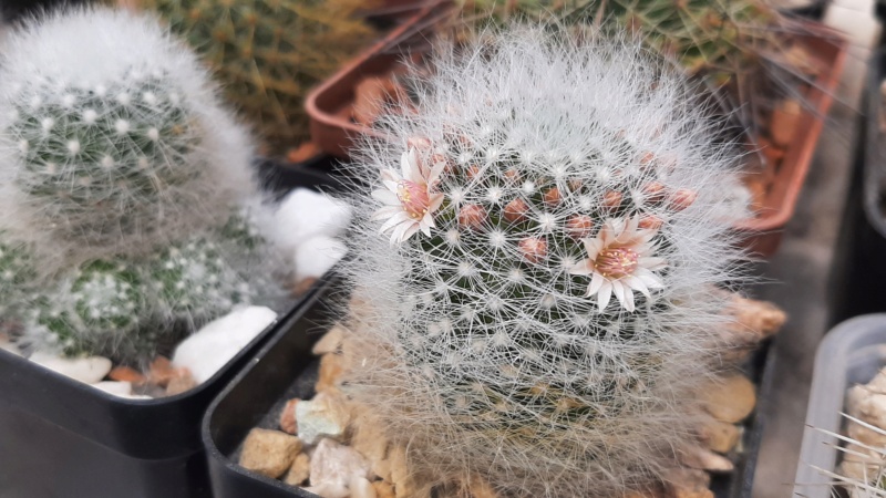 Cactus under carbonate. 23 M_shei10