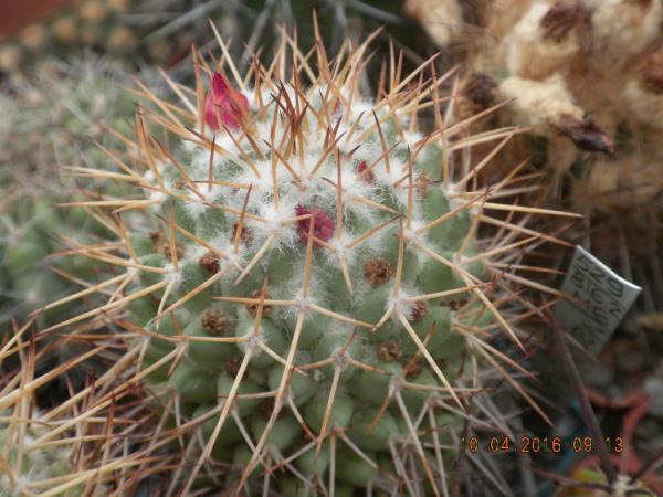 Cactus under carbonate. 21. (2021) . New Year's greetings. Mammil10