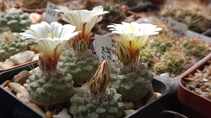 Cacti and Sukkulent in Köln, every day new flowers in the greenhouse Part 298 U2024010