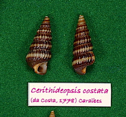 Cerithideopsis pliculosa (Menke, 1829) Cerith11
