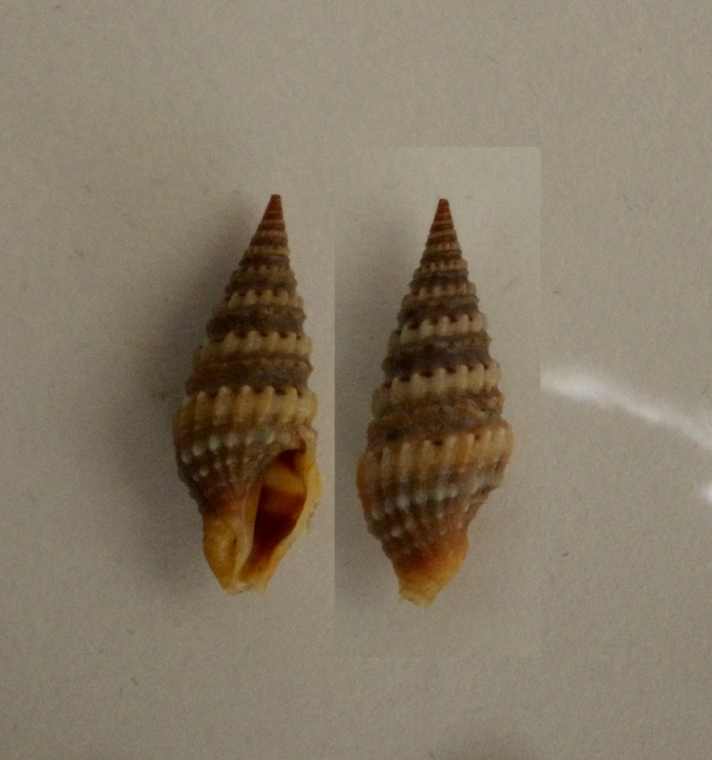 Clavatula rubrifasciata (Reeve, 1845) Clavat10