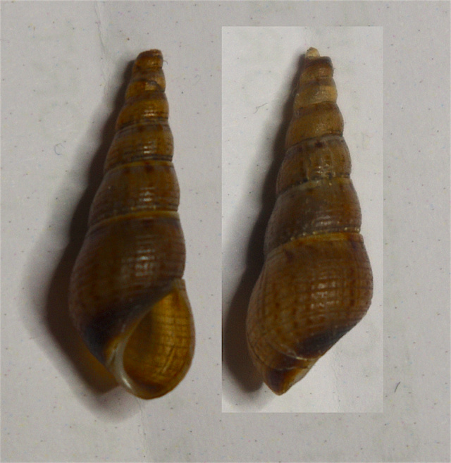 Melanoides tuberculata Coquil13