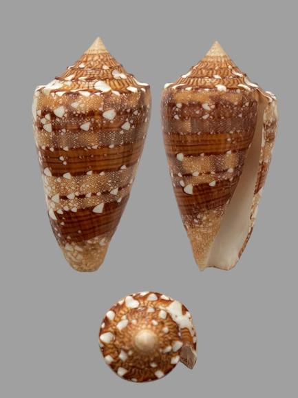 Conus (Cylinder) pseudocedonulli   Blainville, 1818 - Page 2 Cylind12