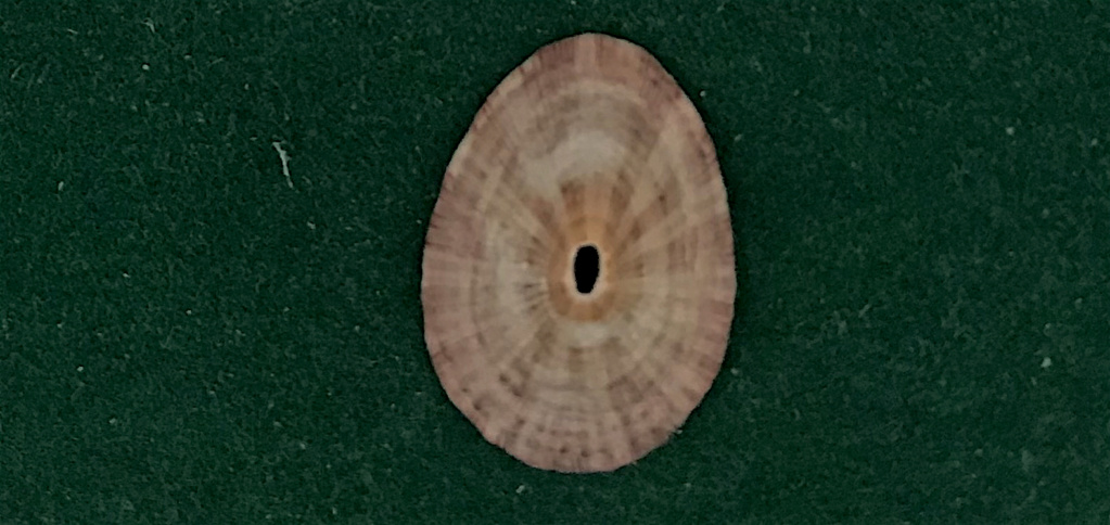Fissurella nubecula (Linnaeus, 1758) Diodor16