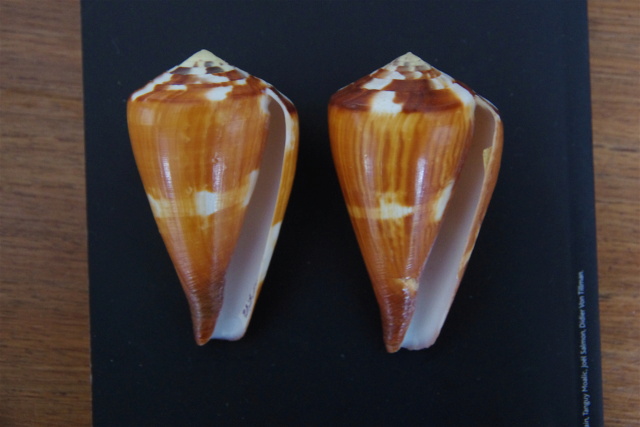 Conus_vexillum (Gmelin_1791) Dkd51114