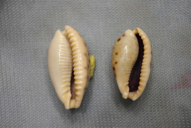 Erronea caurica elongata (Perry, 1811) Dkd51313