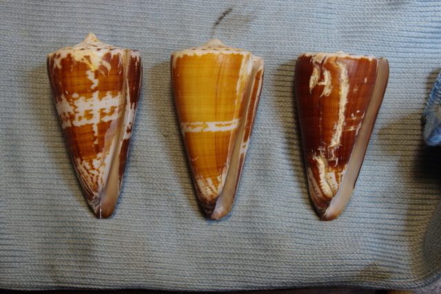 Strategoconus_maldivus (Hwass_in_Bruguière, 1792) Dkd51328