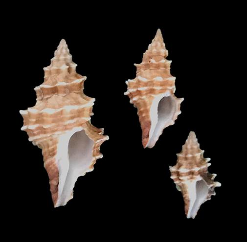 Hemipolygona armata - (A. Adams, 1855) Img-0216