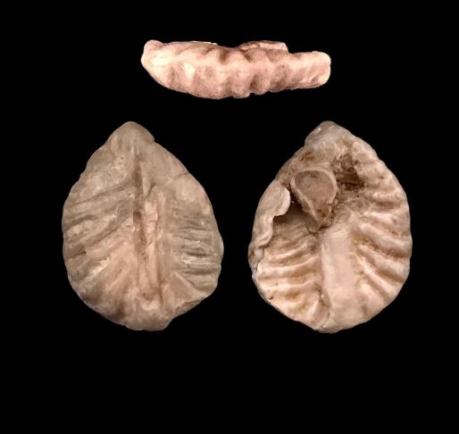 Ostreidae fossile du Kimmeridgien inférieur charentais Img-0312