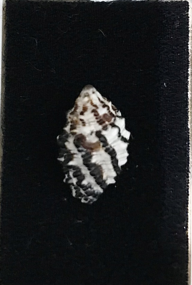 Morula zebrina (Houart, 2004) Img-3225