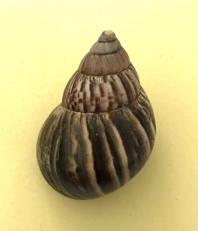 Lissachatina fulica (Bodich, 1822) Img-3924