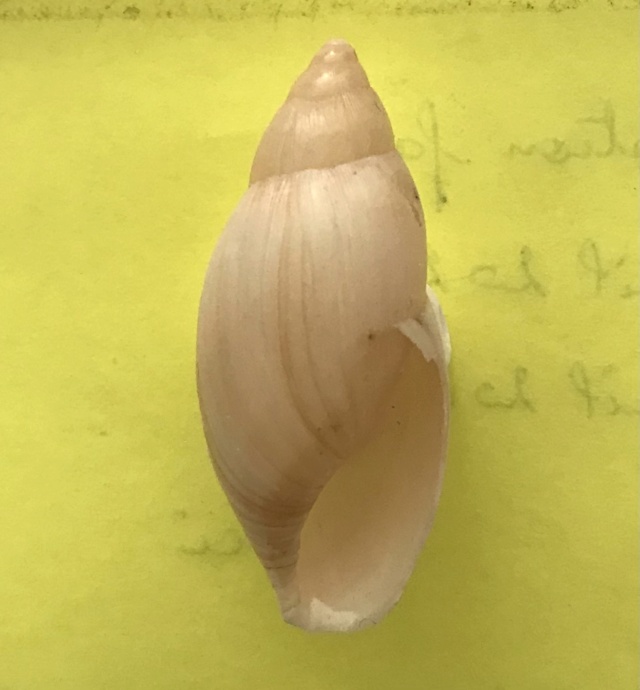 Euglandina rosea (Férussac, 1821) Img-3927