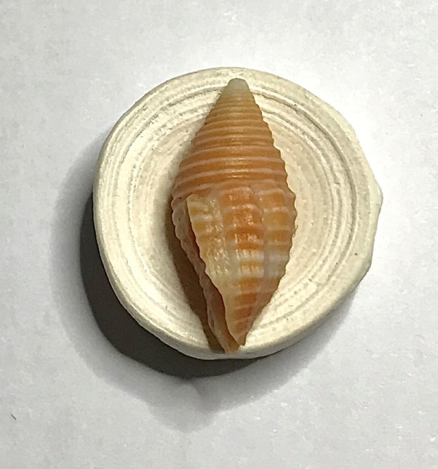 Pseudonebularia cucumerina (Lamarck, 1811) Img-4217