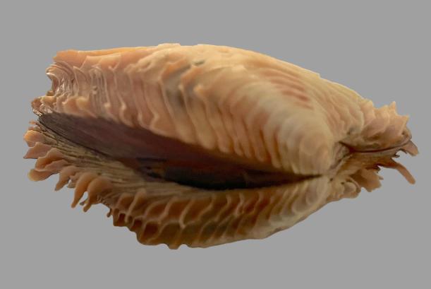 Circomphalus foliaceolamellosus (Dillwyn, 1817)  Img_5312