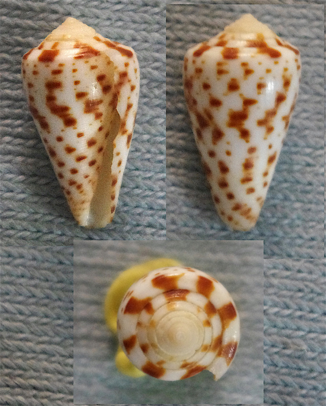 Conus_pulcher_Lightfoot, 1786_juvénile Phasmo10