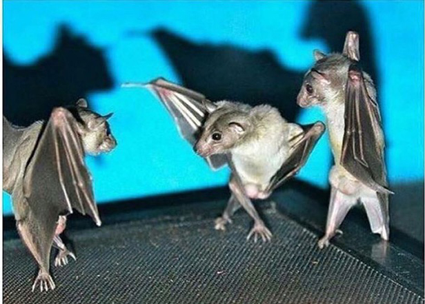 ¿ Sabías que cuando un murciélago se enoja con otro, se van a un Fight Club y se retan a letales Bailes a Muerte? Bats10