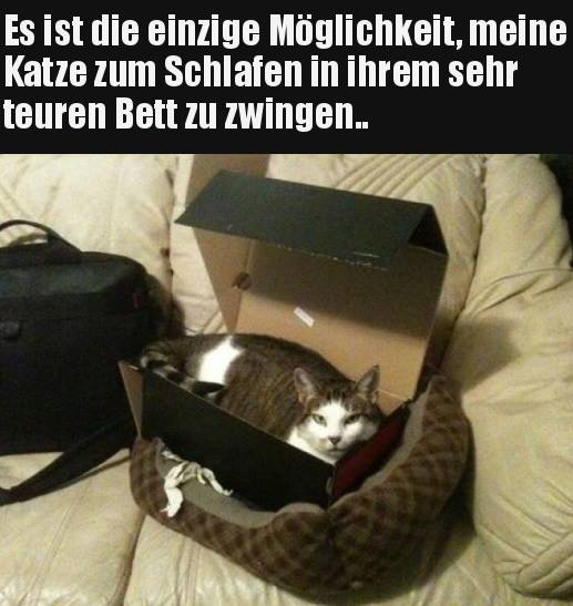 hier kommt alles rein was  mit Katzen zu tun hat 18748510