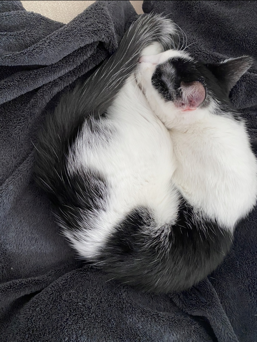 SORA, grand chaton européen noir et blanc, né le 26/08/2021 Img_6611