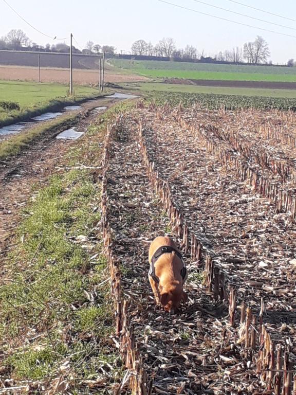 peppa croisée épagneul 8-10 mois  20211228