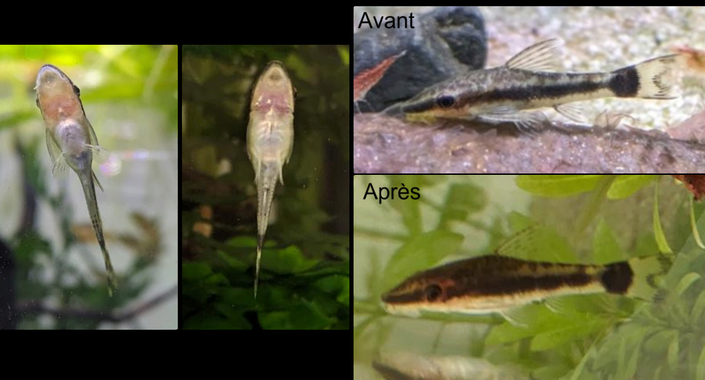 Otocinclus trop maigres Otocin10