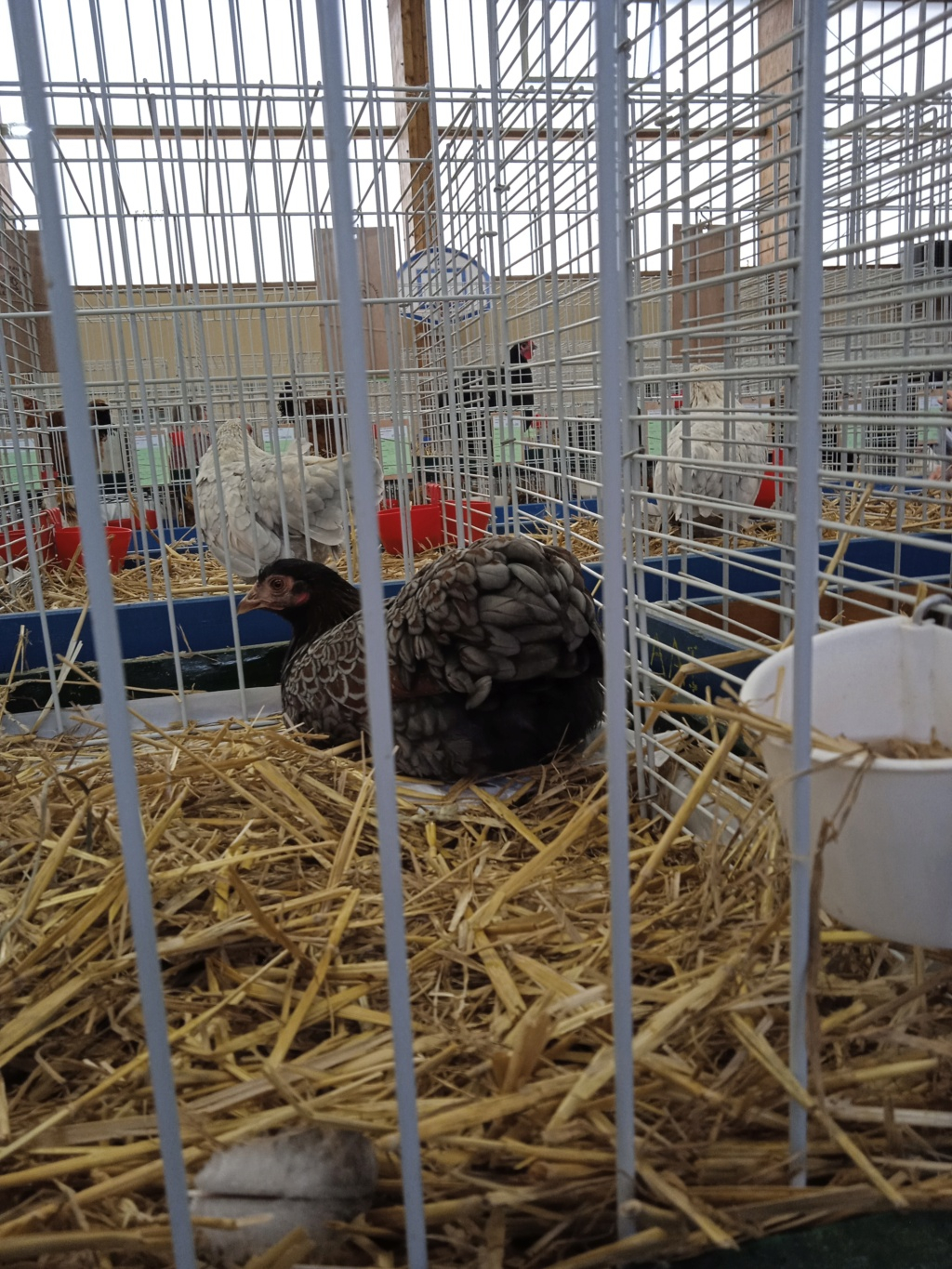 Illfurth (68) - (Expo avicole jeunes sujets) Img_2262