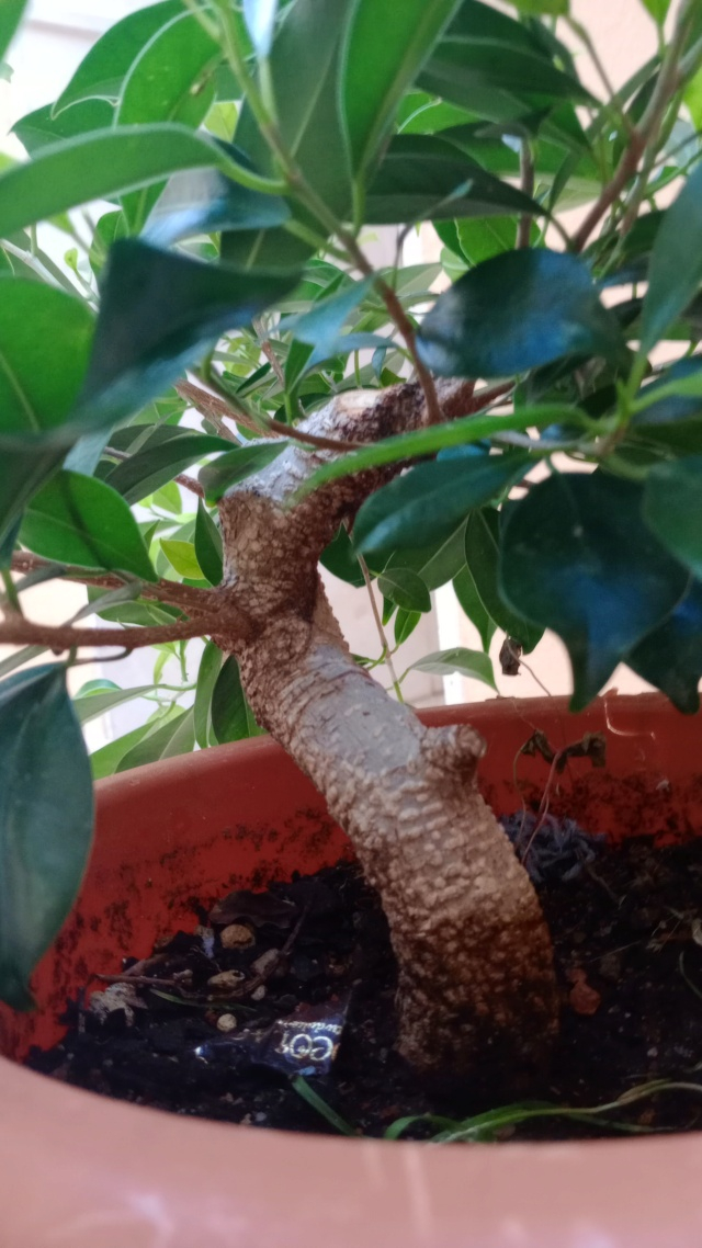 Ficus rescatado de la basura  Img-2018