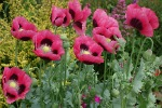 1789-com.forumactif.com Img_2124