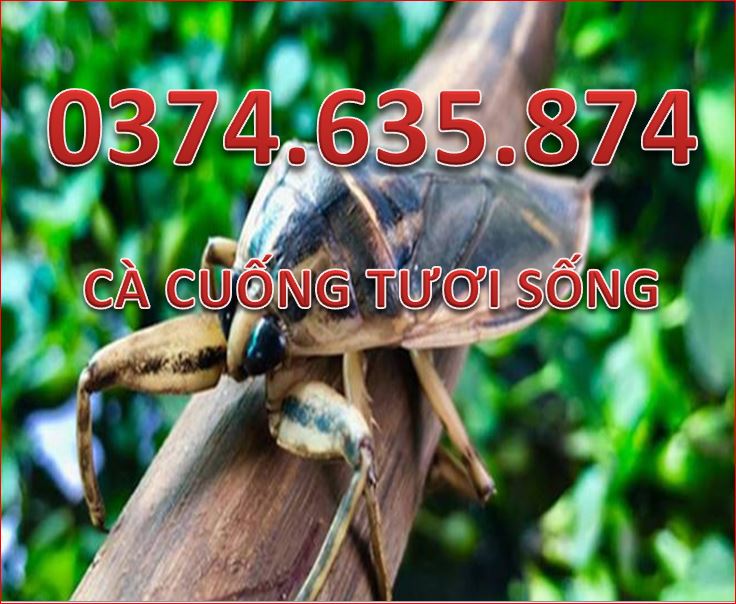 Bên em chuyên bán buôn,bán lẻ cà cuống tươi sống, cà cuống ngâm rượu, nước mắm cà cuống, tinh dầu cà cuống.giá cả hợp lí,giao hàng nhanh chóng. Enh_731