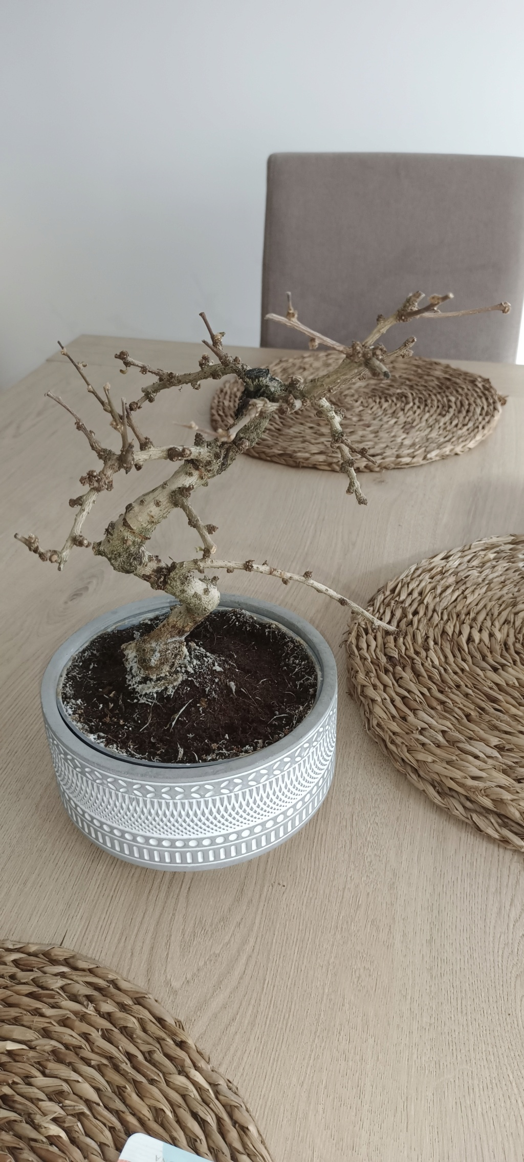 bonsái - Necesito ayuda con mi primer bonsai Img_2018