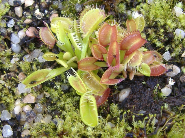 Dionaea Muscipula  'Cross teeth' / 'Long red fingers' Madame10